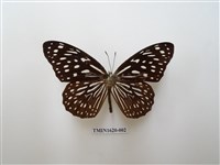 藏品(小紋青斑蝶)的圖片